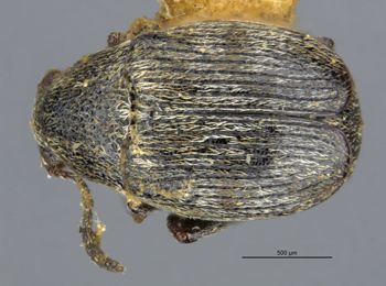Media type: image;   Entomology 527349 Aspect: habitus dorsal view